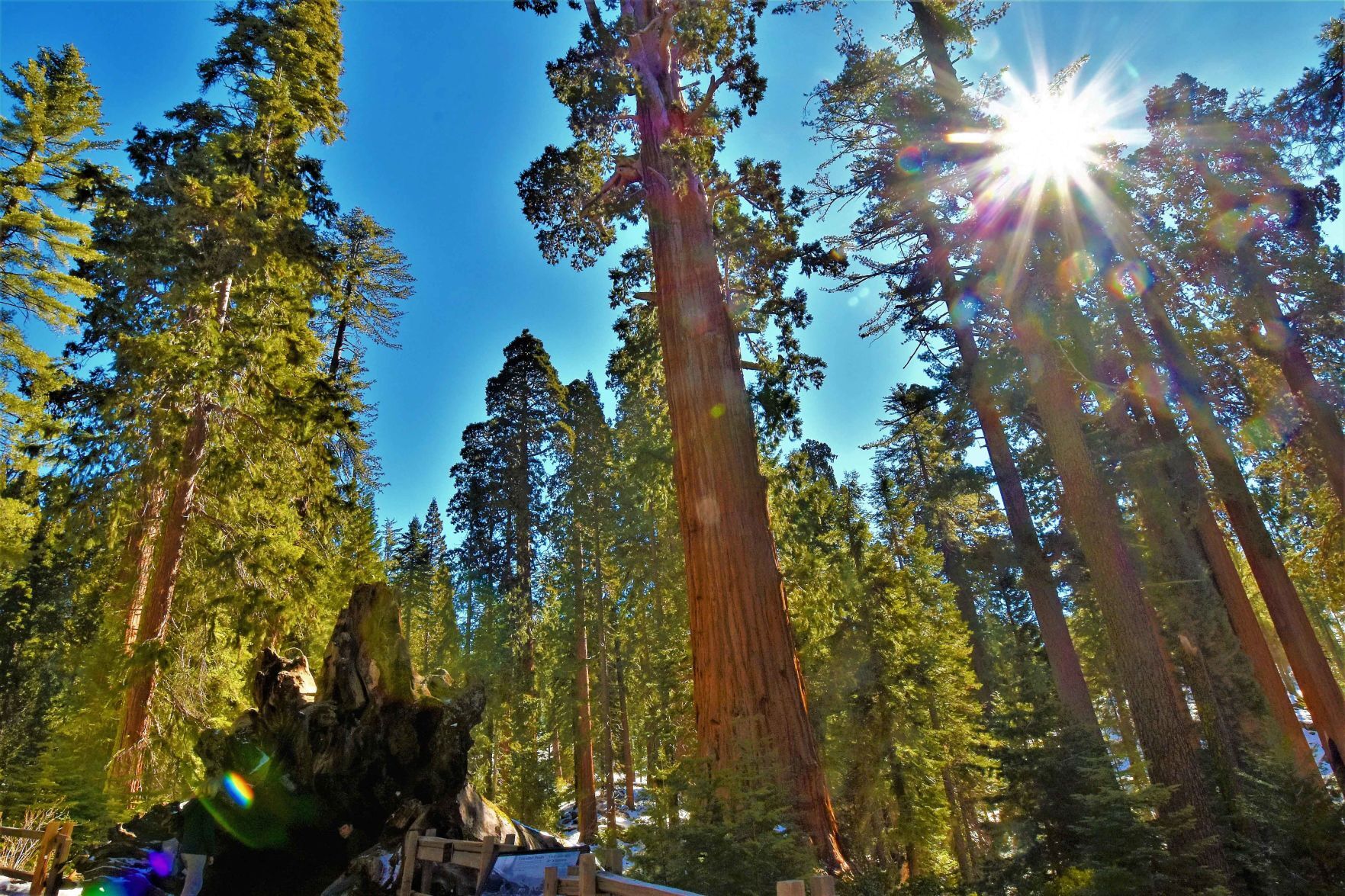 Sequoia National Park 1.jpg